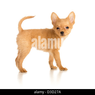 Russian toy terrier puppy isolated on white Banque D'Images