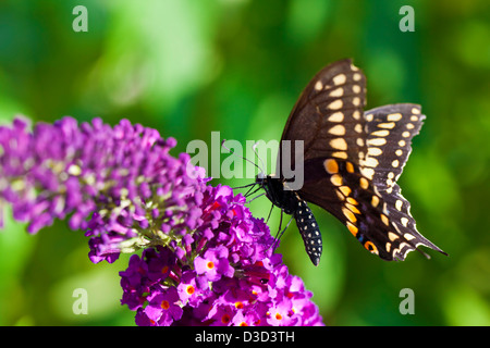 Un plan macro sur une femelle black swallowtail Butterfly (Papilio polyxenes). Banque D'Images