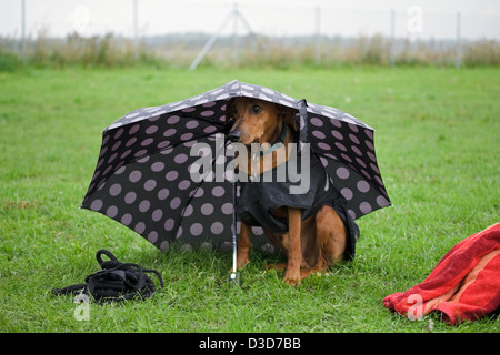 Berlin, Allemagne, Pinscher allemand sous un parapluie Banque D'Images