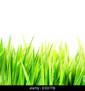 L'herbe verte humide, isolated on white Banque D'Images