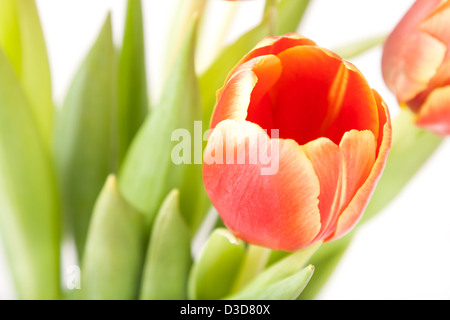 Un bourgeon de tulipes rouges et jaunes en bouquet Banque D'Images