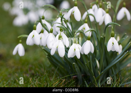 Galanthus 'Magnet'. Snowdrop espèces poussant sur le bord d'un jardin boisé. Banque D'Images