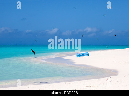 L'albatros de Laysan survolant l'océan Pacifique et les débris marins en plastique qui se sont délavés sur la rive dans les îles hawaïennes du nord-ouest Banque D'Images