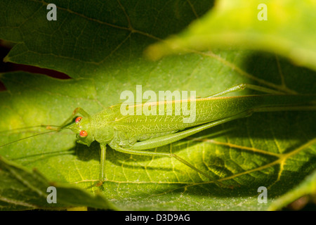 Vue rapprochée de la belle sauterelle (Tettigonia viridissima Européenne) sur une feuille verte. Banque D'Images