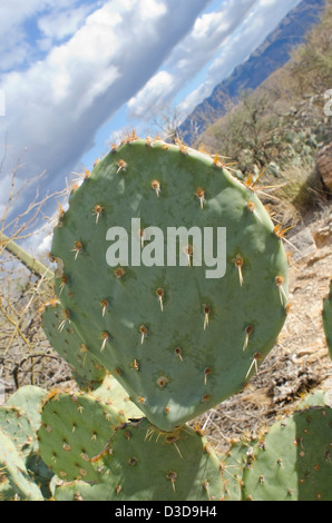 De près de l'Oponce de l'Est, Cactaceae opuntia, dans l'après-midi du soleil. Banque D'Images