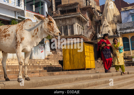 Holy Cow, Varanasi, Inde Banque D'Images