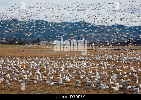 WA08097-00...WASHINGTON - grande bande d'oies blanches dans un champ sur la région d'Island article de la faune de la Skagit. Banque D'Images