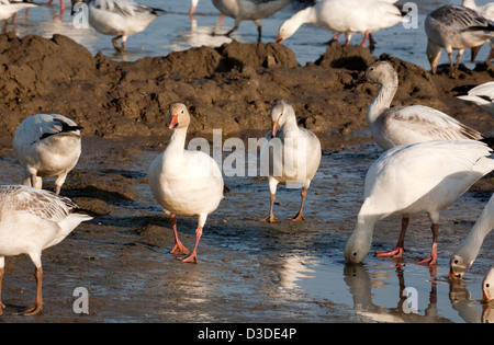 WA08106-00...WASHINGTON - Neiges bénéficiant d''un verre en soirée à un champ agricole sur l'île Fox dans la vallée de la Skagit de faune. Banque D'Images