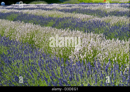 Champ de lavande rangées de fleurs violettes et blanches au moment du festival à Sequim Banque D'Images