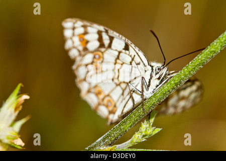 Vue rapprochée de l'espagnol magnifique papillon blanc marbré (Melanargia ines) insecte. Banque D'Images