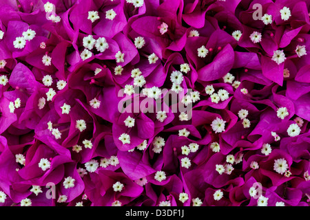 Bougainvillea spectabilis fleurs cueillies et les bractées. L'Inde Banque D'Images