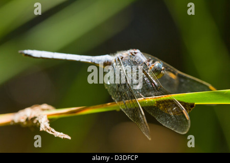 Vue rapprochée d'une épaulette Skimmer (Orthetrum chrysostigma) libellule insecte. Banque D'Images