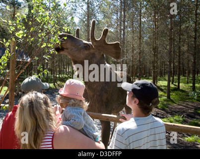 De, la Suède, les touristes sur l'elk farm Dalslands Moose Ranch Banque D'Images