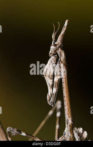 Vue rapprochée d'un Palo (Empusa pennata mante) insecte. Banque D'Images