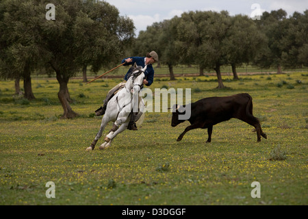 JEREZ DE LA FRONTERA, Espagne, 22 février 2008 : Antonio Domecq, 37, un rejoneador ou torero à cheval, chevauche son cheval dans un cercle serré autour d'une vache de deux ans à un Acorso' 'y Derribo événement sur l'un de son oncle Alvaro Domecq les fermes canadiennes. Ici tests cavaliers jeunes vaches pour leur agression et de former des chevaux pour le dressage spécialisé dont ils ont besoin pour être capable de danser autour de taille adulte âgé de quatre ans dans les arènes les taureaux. Banque D'Images