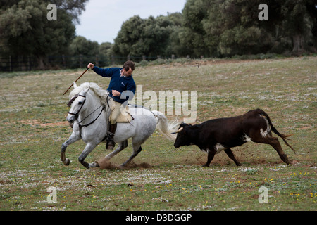 JEREZ DE LA FRONTERA, Espagne, 22 février 2008 : Antonio Domecq, 37, un rejoneador ou torero à cheval, chevauche son cheval dans un cercle serré autour d'une vache de deux ans à un Acorso' 'y Derribo événement sur l'un de son oncle Alvaro Domecq les fermes canadiennes. Ici tests cavaliers jeunes vaches pour leur agression et de former des chevaux pour le dressage spécialisé dont ils ont besoin pour être capable de danser autour de taille adulte âgé de quatre ans dans les arènes les taureaux. Banque D'Images