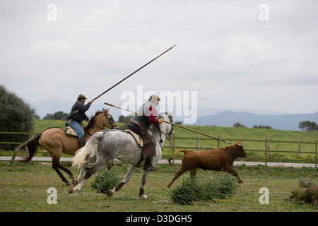 JEREZ DE LA FRONTERA, Espagne, 22 février 2008 : Alvaro Domecq, 67, (centre) un rejoneador ou torero à cheval dans sa jeunesse, est titulaire d'une garrocha traditionnelle, un 2,5 mètres de long lance en bois que lui et un collègue chase a a deux ans lors d'une vache 'Acorso y Derribo" sur l'une de ses fermes. Ici tests cavaliers jeunes vaches pour leur agression et de former des chevaux pour le dressage spécialisé dont ils ont besoin pour être capable de danser autour de taille adulte âgé de quatre ans dans les arènes les taureaux. Banque D'Images