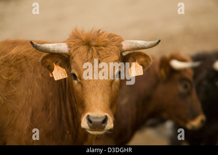 FUENTA YMBRO RANCH, SAN JOSE DEL VALLE, Cadix, Espagne, 23 février 2008 : Deux ans de vaches dans un champ au nouveau ranch dirigé par Ricardo Gallardo Giménez, un entrepreneur de meubles. Il est à l'aide de la génétique moderne pour que les taureaux de race des toreros comme : agile dans l'anneau mais pas trop gros ou trop intelligent. Banque D'Images