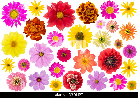 Jardin cultivées et sauvages fleurs simples big set isolé sur blanc. Vue supérieure de la macro. Banque D'Images