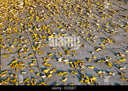 Withered jaune feuilles d'automne sur le pavé gris en lumière au coucher du soleil Banque D'Images