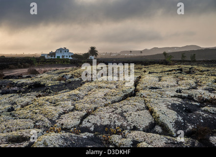 Tôt le matin brumeux sur les couverts de lichen ou ropy pahoehoe lava près de Masdache, Lanzarote, îles Canaries, Espagne Banque D'Images