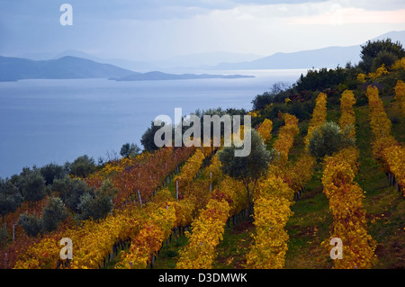 Vignoble d'automne (péninsule de Pelion, Thessalie, Grèce) Banque D'Images