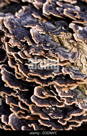 Les champignons sur un support d'arbre en décomposition. Trametes versicolor Banque D'Images