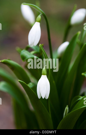 Galanthus woronowii. Snowdrop espèces poussant sur le bord d'un jardin boisé. Banque D'Images