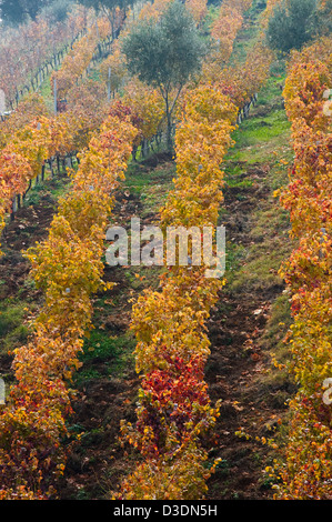 Vignoble d'automne (Grèce) Banque D'Images