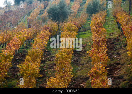 Vignoble d'automne (Grèce) Banque D'Images