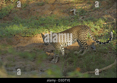 Leopard dans parc national de Yala, au Sri Lanka Banque D'Images