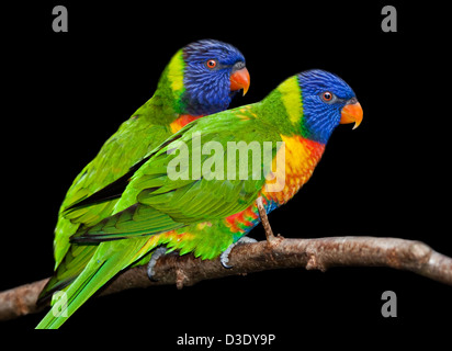 (Trichoglossus moluccanus Rainbow loriquets verts) Banque D'Images