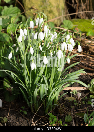 Perce-neige, Galanthus nivalis poussant dans un coin ensoleillé d'un jardin urbain dans le NE de l'Angleterre Banque D'Images