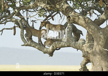 Trois léopards sur un arbre à Serengeti Banque D'Images