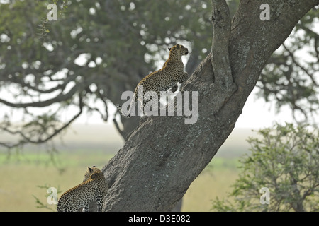 Deux léopards escalade un arbre à Serengeti Banque D'Images