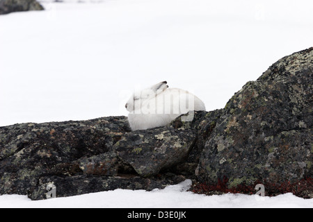 Lapin lapin lièvre arctique Toundra pâques blanc hiver Banque D'Images