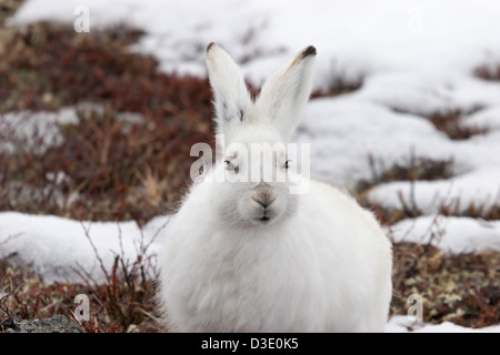 Lapin lapin lièvre arctique Toundra pâques blanc hiver Banque D'Images