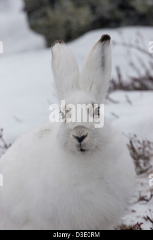 Lapin lapin lièvre arctique Toundra pâques blanc hiver Banque D'Images