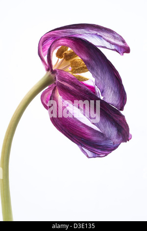 Close Up Art Image d'un mauve pâle fleur tulipe violet sur fond blanc. Banque D'Images