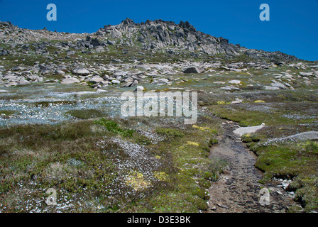 Randonnée au mont Kosciuszko, Département de parc national. Banque D'Images