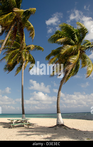 Le Belize, la mer des Caraïbes, Goff Caye. Une petite île au large de la côte de Belize City, Belize le long de la Barrière de Corail. L'UNESCO Banque D'Images