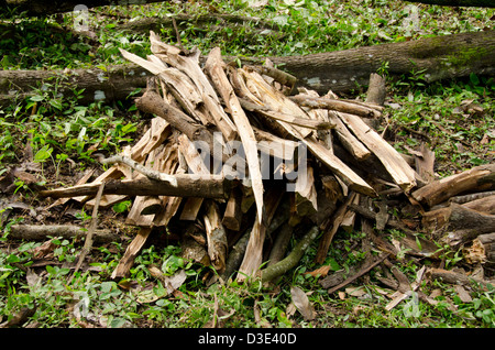 Belize, Punta Gorda, l'agouti Cacao ferme. Bois de forêt du haut plateau de la famille pour cuisiner. Banque D'Images