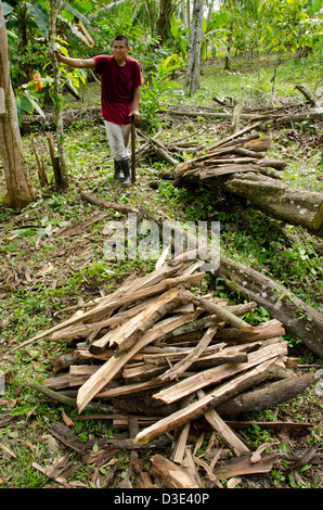 Belize, Punta Gorda, l'agouti Cacao ferme. Agriculteur de la coupe de bois de la forêt des hautes terres pour la famille pour cuisiner. Banque D'Images