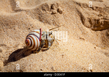 L'Ermite sur le sable à Mirissa, Sri Lanka Banque D'Images