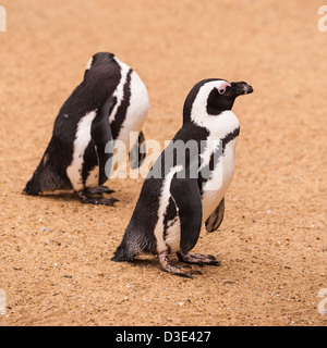 Un putois en captivité ( Manchot Spheniscus demersus ) qui vivent à l'état sauvage en Afrique du Sud Banque D'Images