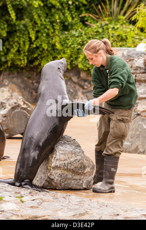 Un gardien de zoo des chèques de plus en captivité un phoque à fourrure d'Afrique du Sud (Arctocephalus pusillus pusillus ) Banque D'Images