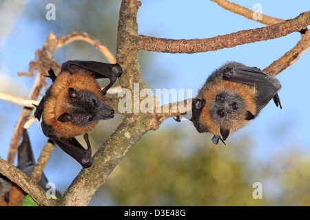 Deux tête gris Les roussettes, Pteropus poliocephalus, suspendu à une branche. Bellingen Island, NSW, Australie. Banque D'Images