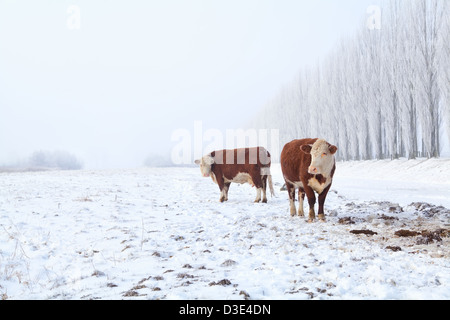 Deux vaches sur les pâturages d'hiver dans la région de Misty day Banque D'Images