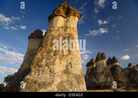 Tuf volcanique phallique cheminées de fées allumé d'une lumière dorée au coucher du soleil dans la vallée de Pasabag Nevsehir Cappadoce Turquie Moines Banque D'Images