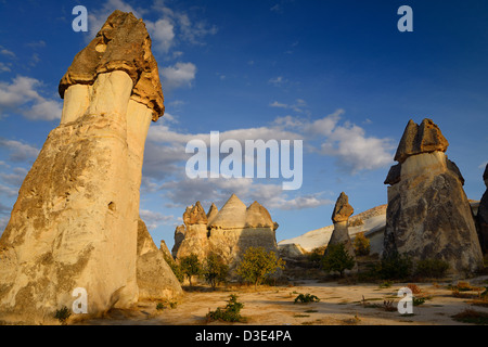 Champignons phallique et tête de lapin cheminées de fées en lumière dorée au coucher du soleil dans la vallée de Pasabag Moines Turquie Cappadoce Banque D'Images